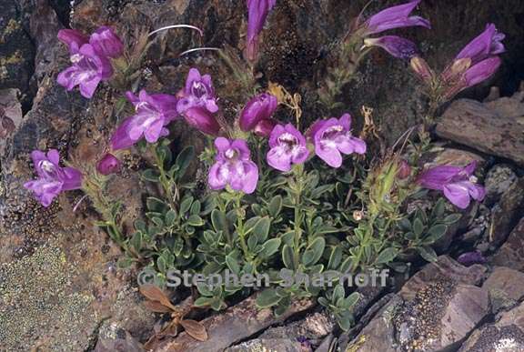 penstemon davidsonii 3 graphic